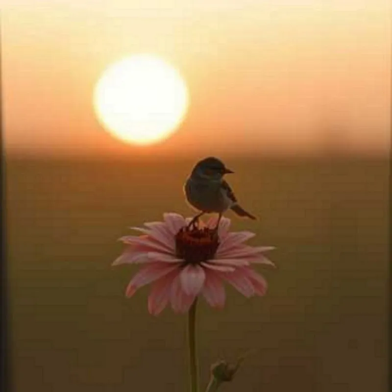 Sunrise Serenade by Scarlett Rolo – cover art